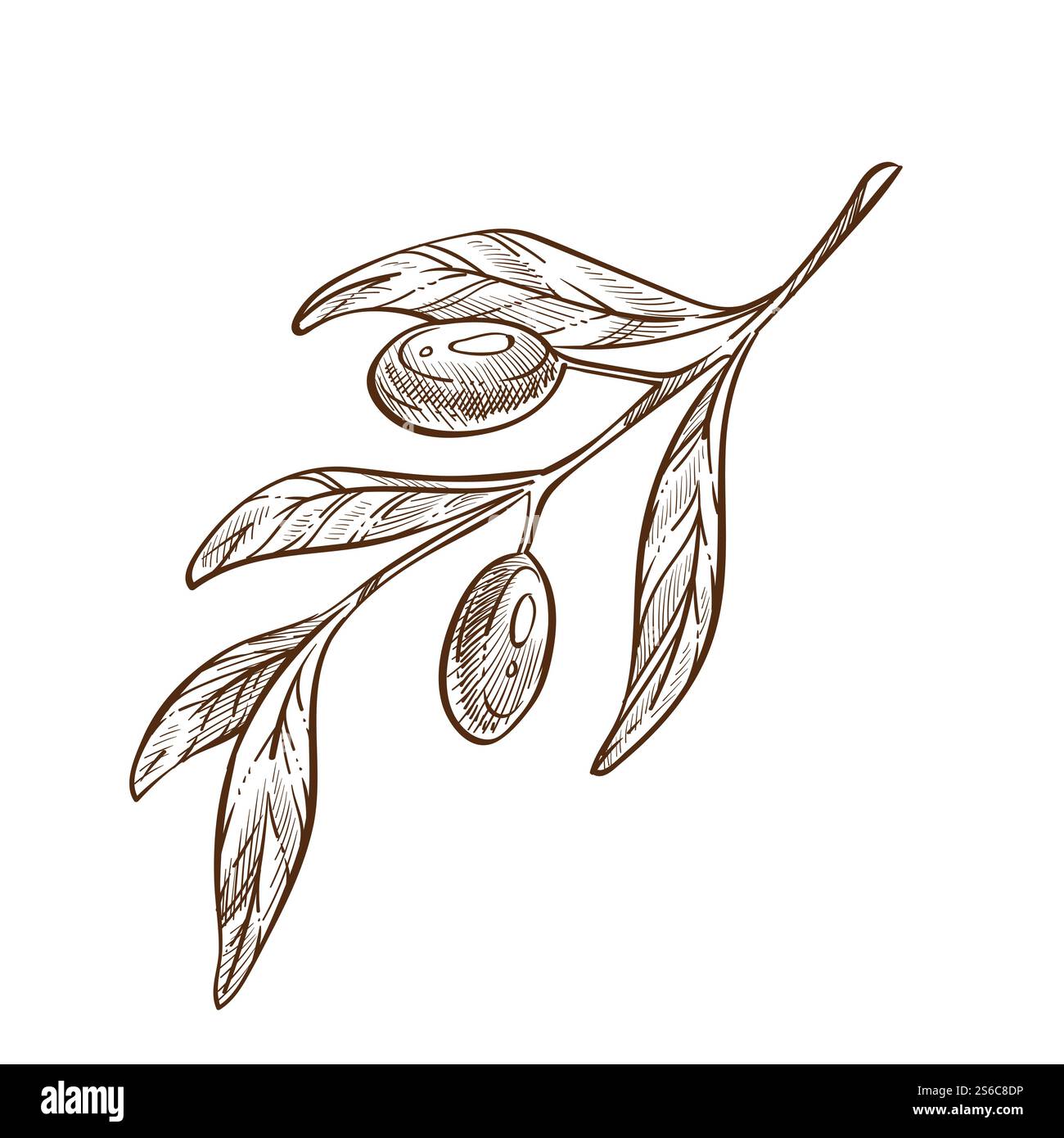 Ramoscello di oliva con foglie, piante e frutti, prodotto greco o spagnolo, disegno vettoriale isolato. Botanica, cibo biologico, cucina o cucina, agricoltura. Ingrediente naturale, agricoltura e coltivazione. Pianta con frutta, ramoscello di oliva con foglie. Prodotto greco o spagnolo Illustrazione Vettoriale