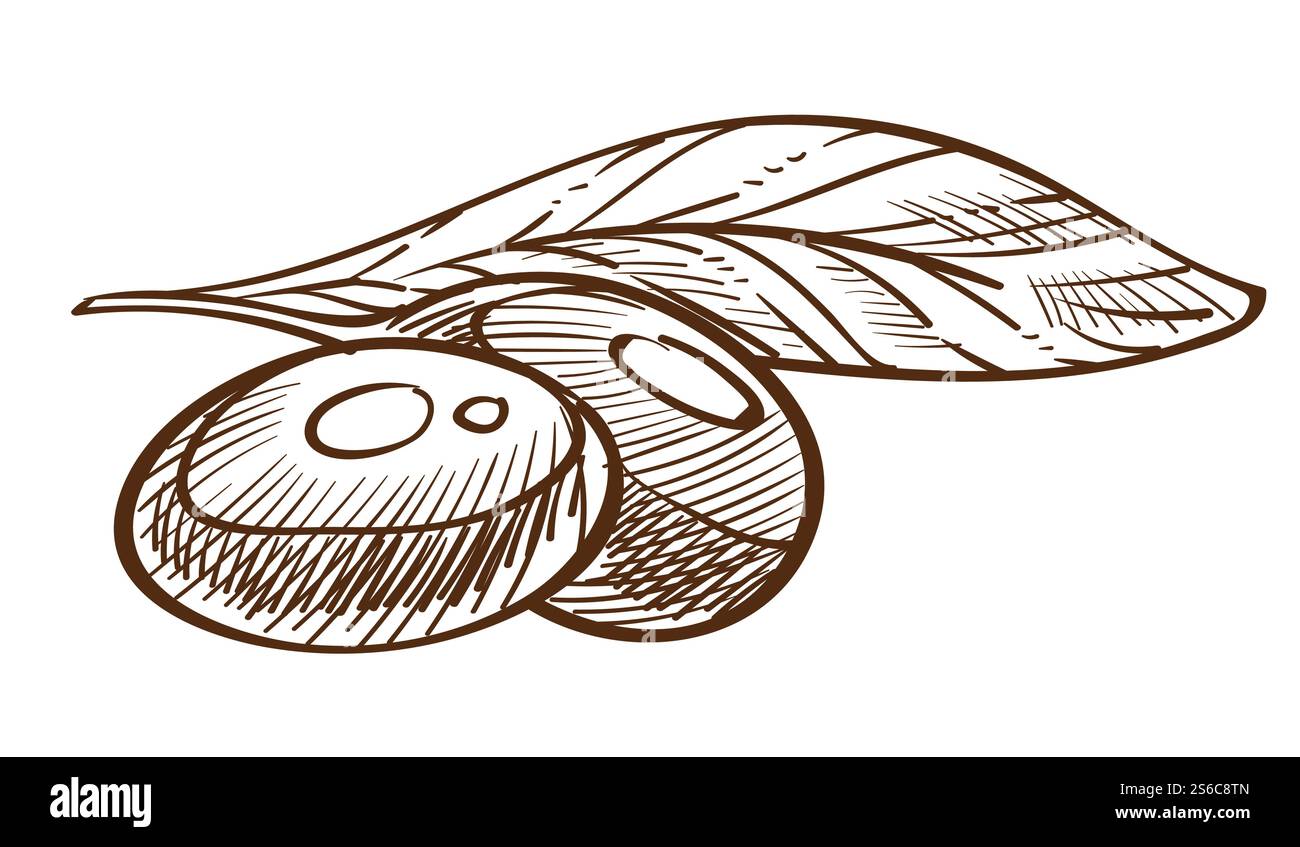 Pianta e frutta, ramoscello di olive con foglie, prodotto greco, coltivazione o coltivazione, disegno vettoriale isolato. Botanica, cibo biologico, cucina o cucina. Ingrediente naturale, agricoltura e coltivazione. Frutta e foglie di oliva, schizzo isolato di piante, prodotto greco Illustrazione Vettoriale