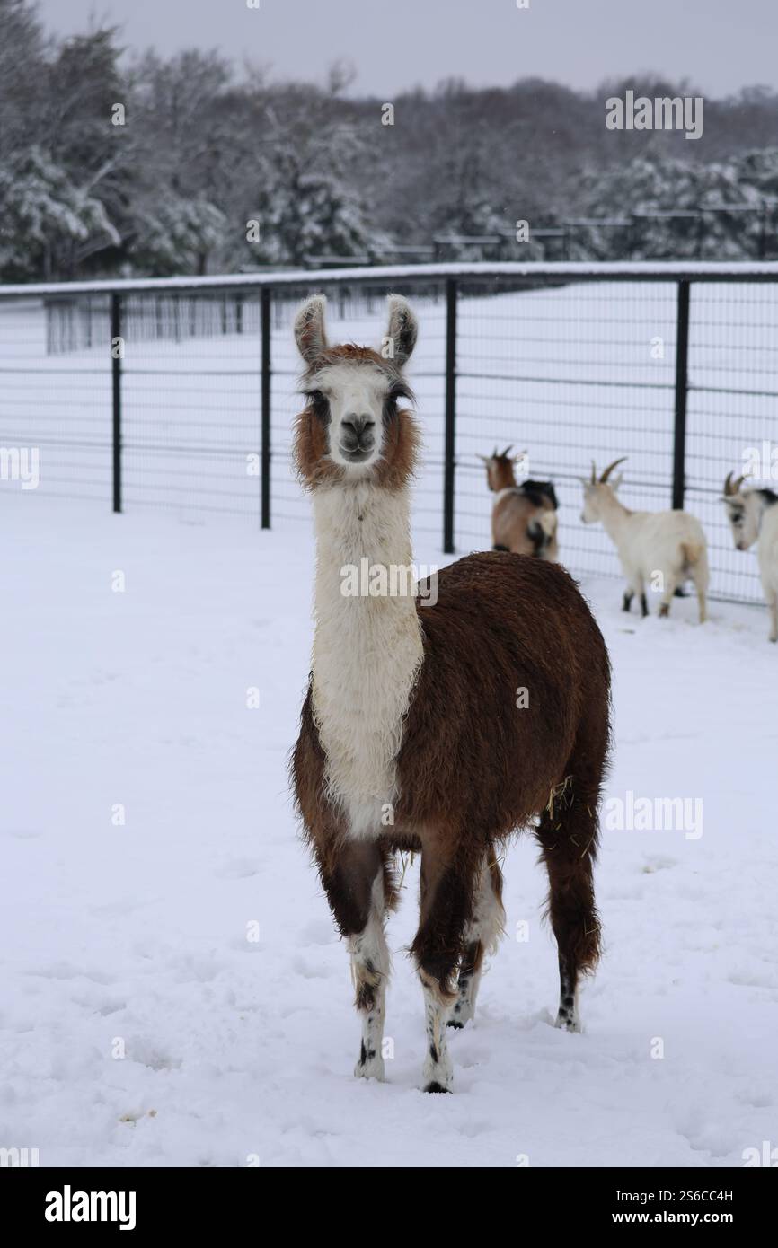 Un curioso suri llama con pelliccia lunga, soffice, marrone e bianca si erge in una penna innevata, guardando direttamente la macchina fotografica, con capre sullo sfondo. Foto Stock
