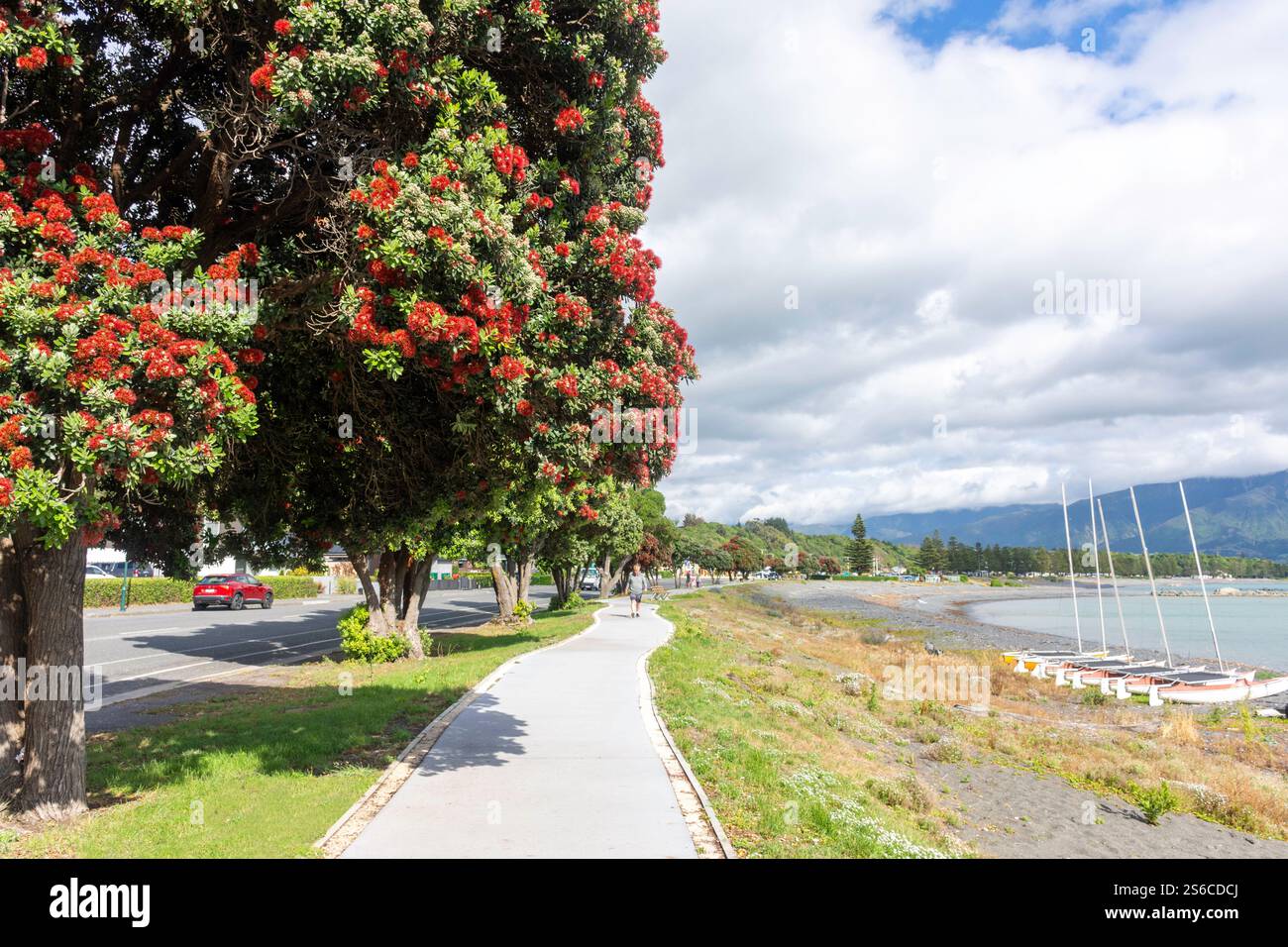 Sentiero per passeggiate e alberi di pohutukawa (Metrosideros excelsa) in spiaggia, Esplanade, penisola di Kaikoura, Kaikōura, regione di Canterbury, South Island, nuova Zelanda Foto Stock