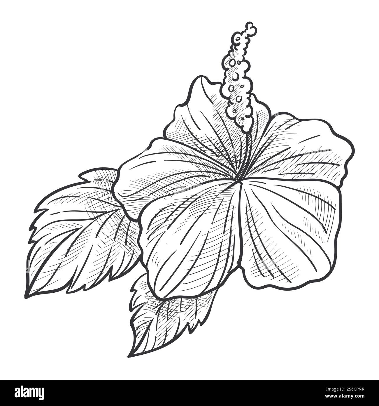 Fiore d'ibisco, rosetta malva pianta fiorita con petali e foglie. Disegno dettagliato della flora della natura. Illustrazione disegnata a mano isolata su sfondo bianco. Pianta di fiori di ibisco con foglie disegnate a mano Illustrazione Vettoriale