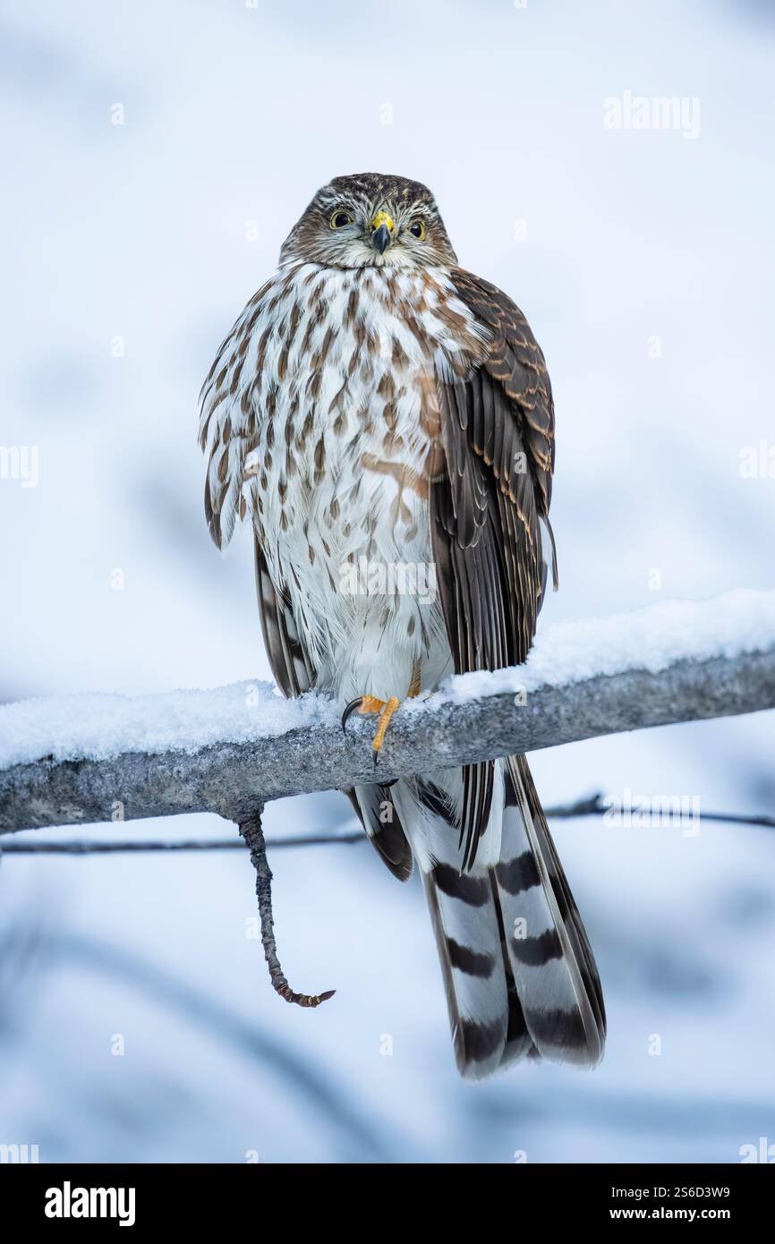Un giovane Falco squallido arroccato su un albero alla ricerca di prede nell'Alaska centro-meridionale. Foto Stock
