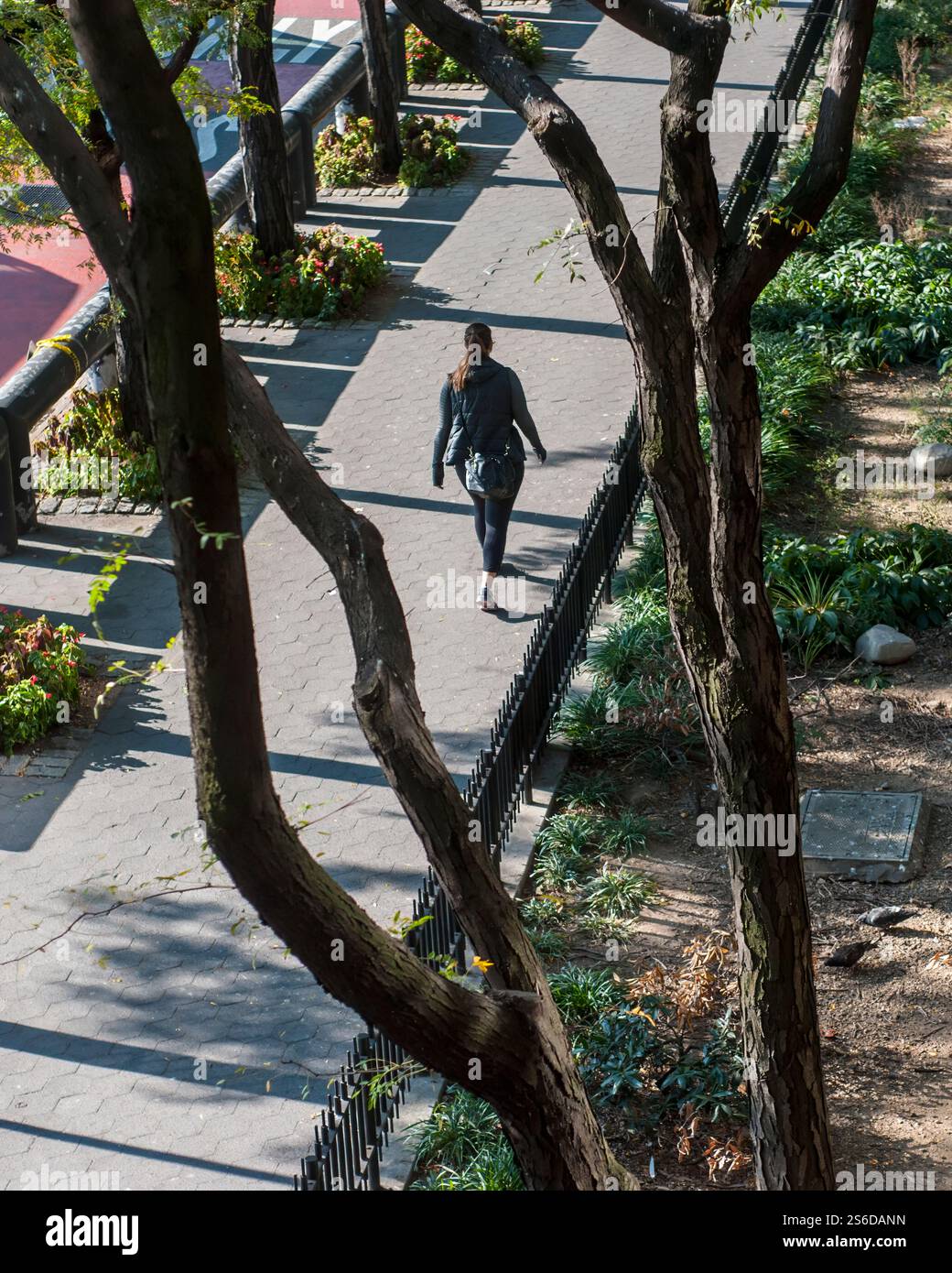 Un solitario pedonale cammina attraverso un tranquillo sentiero alberato a New York City, incorniciato da rami e circondato dal verde in una giornata di sole. Foto Stock