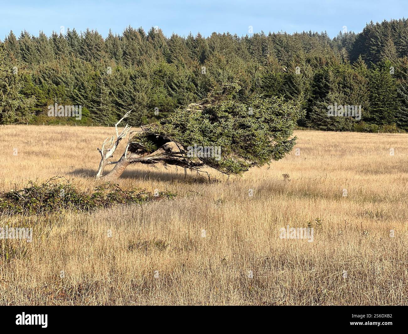 Albero soffiato dal vento in un prato erboso Foto Stock