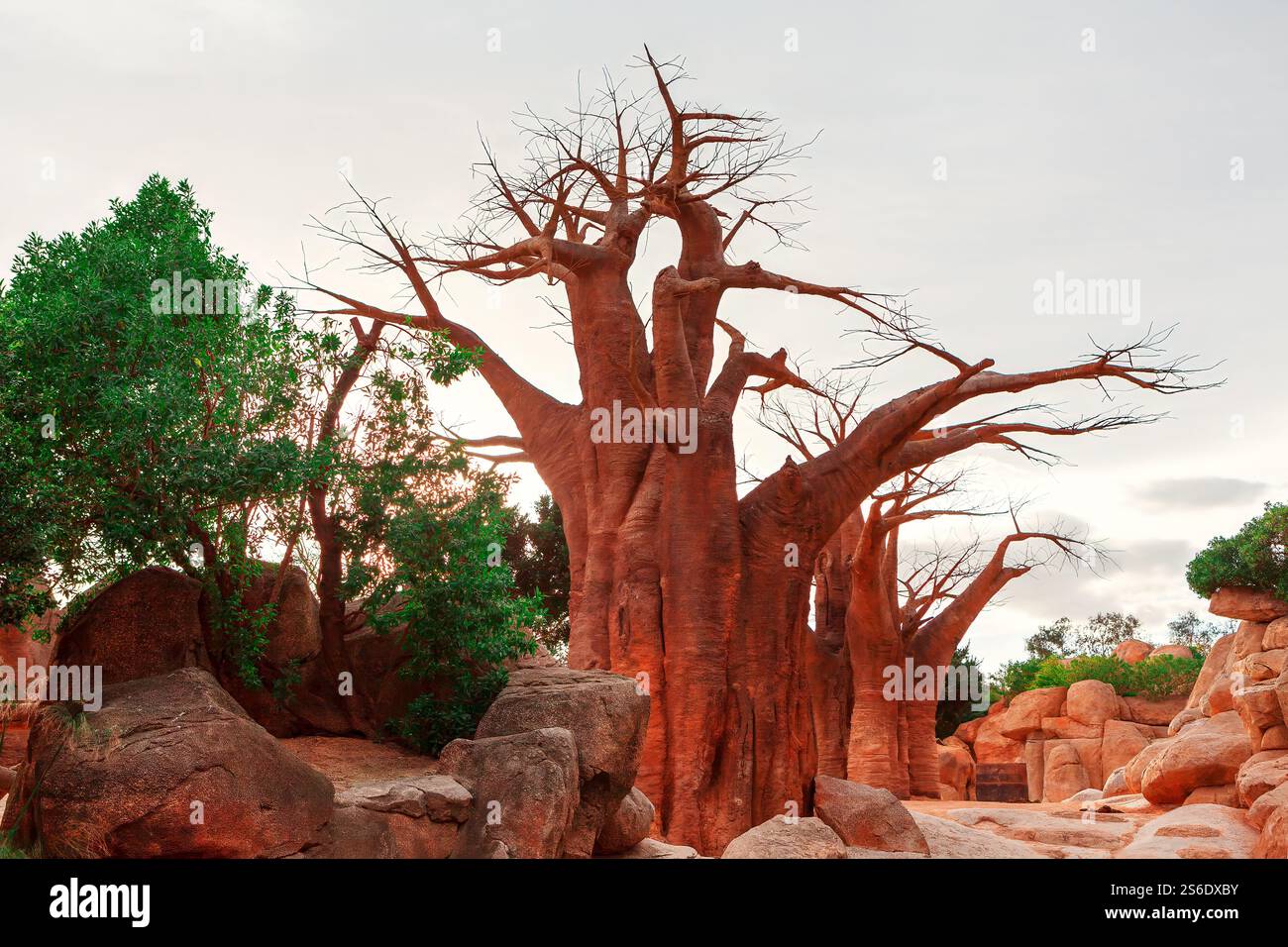 Gruppo di grandi alberi da baobab con tronchi spessi e rami sparsi, incastonati tra le rocce. Scena naturale con l'aspetto unico e antico del baobab Foto Stock