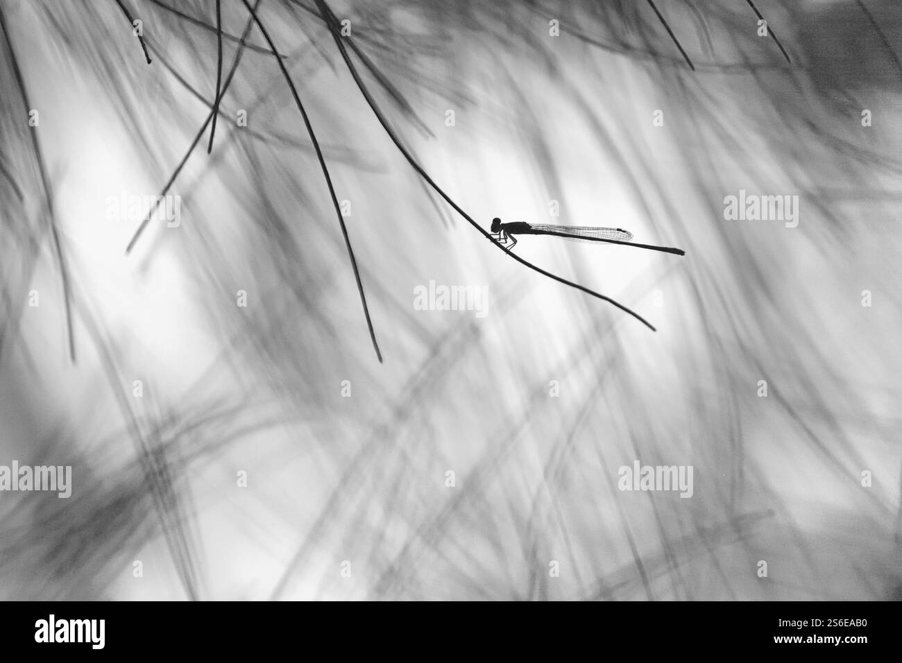 Damselfly in un ambiente artistico Foto Stock