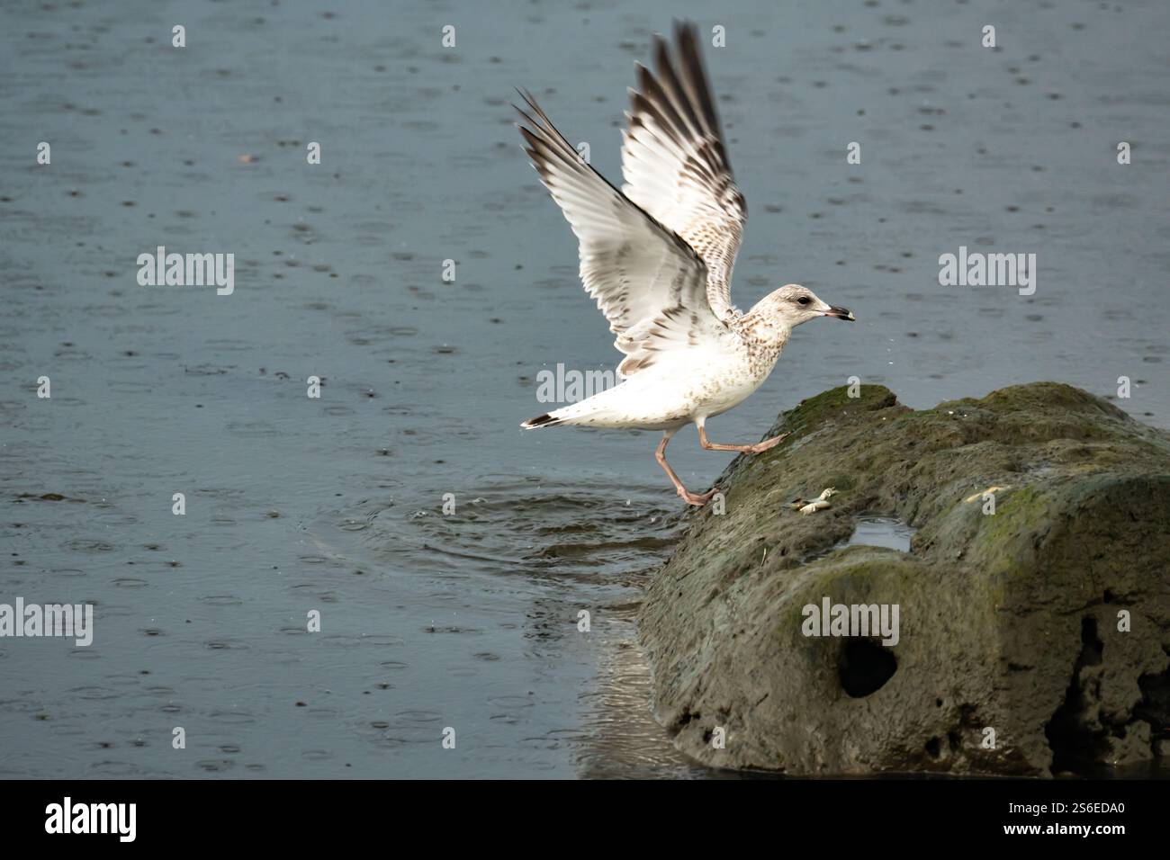 Gabbiano giovanile con becco ad anello e ali sollevate Foto Stock