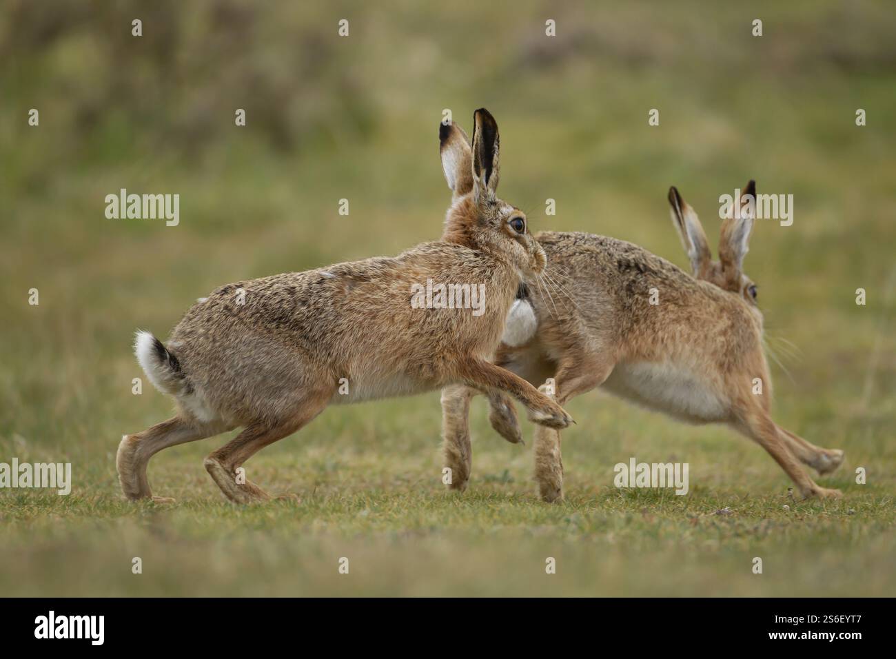 Lepre bruna europea (Lepus europaeus) due animali adulti che corrono e inseguono nelle praterie in primavera, Inghilterra, Regno Unito, Europa Foto Stock