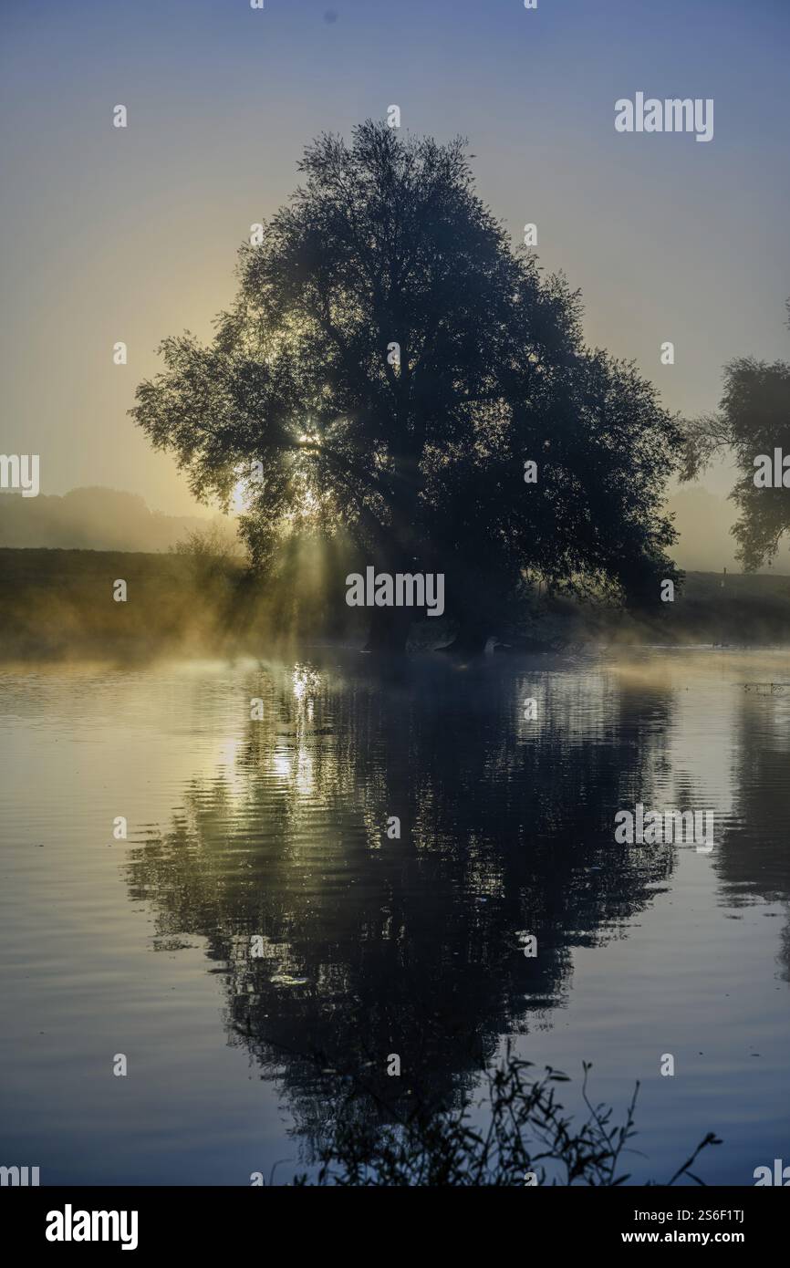 Un albero riflesso nell'acqua all'alba circondato da nebbia, Danubio, Bogen, bassa Baviera Foto Stock