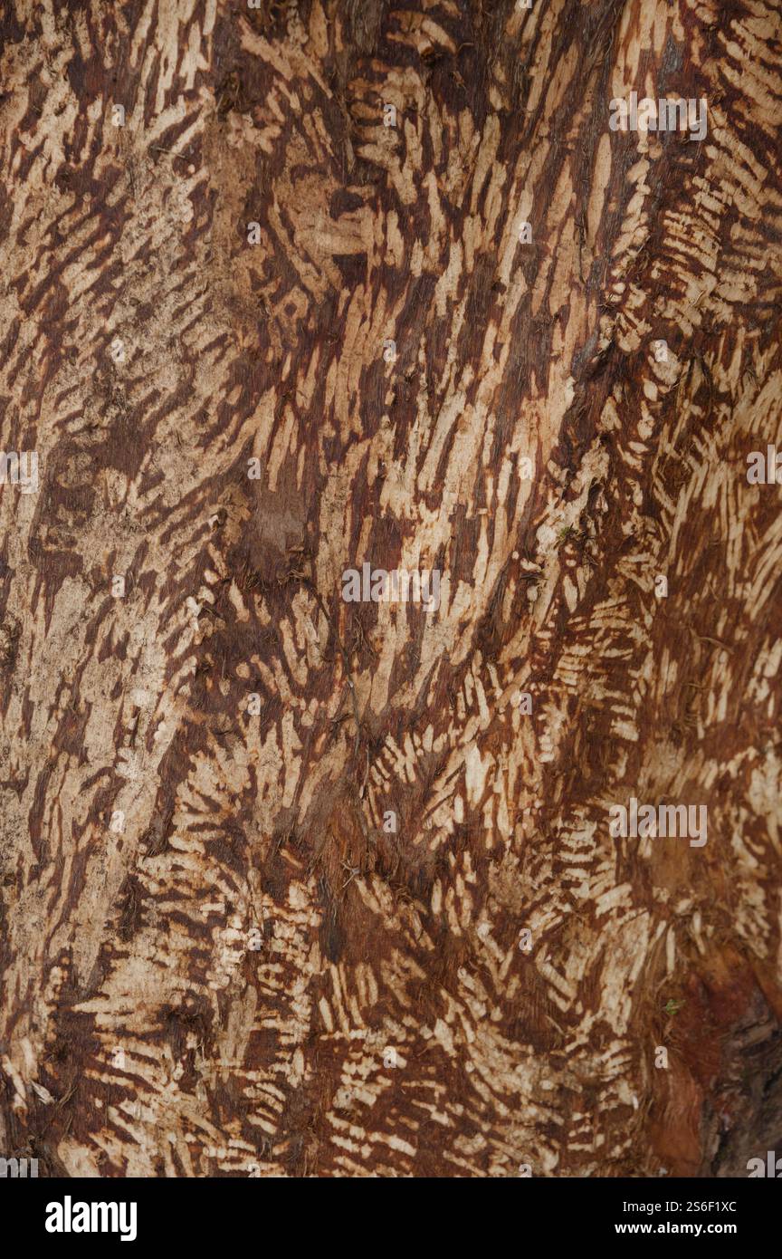 Schema artistico di alimentazione del castoro (fibra di ricino), arte, motivo, roditore, impronta, Bite, Kocher Valley, Kocher, Schwaebisch Hall Foto Stock