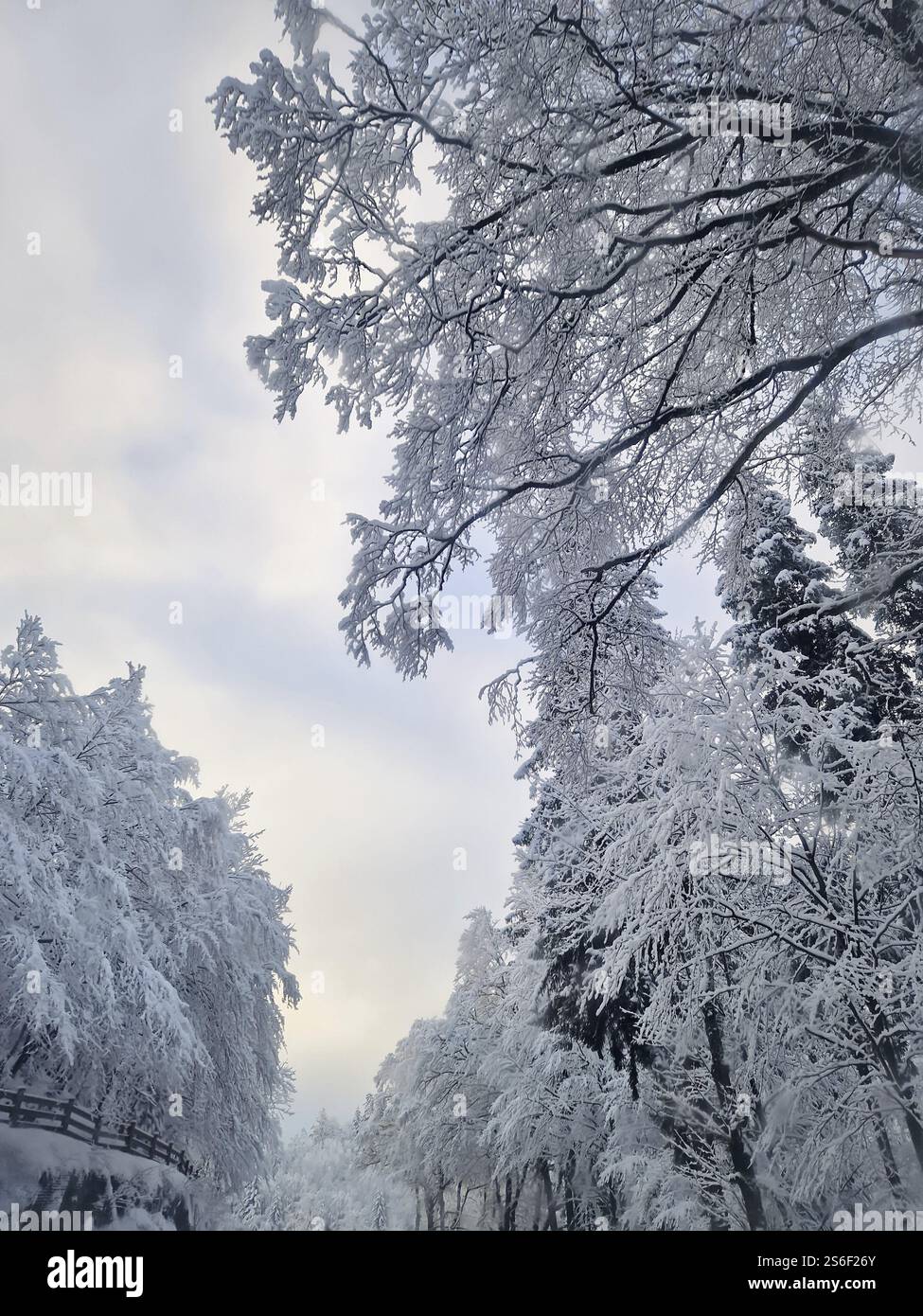 Serena scena invernale con alberi innevati. L'atmosfera tranquilla e la consistenza dei rami ricoperti di neve creano un pittoresco e magico paese delle meraviglie Foto Stock Serena scena invernale con alberi innevati. L'atmosfera tranquilla e la consistenza dei rami ricoperti di neve creano un pittoresco e magico paese delle meraviglie Foto Stock