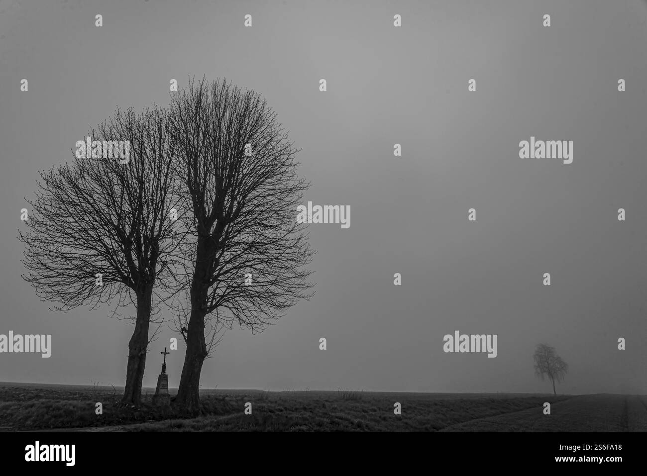Nebbia mattutina su un campo vicino a Mitterteich, alto Palatinato Foto Stock