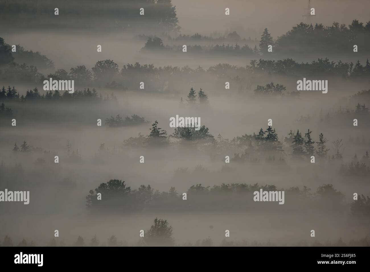 Una foresta nebbiosa in luce soffusa conferisce allo scenario un'atmosfera misteriosa, Bogen, bassa Baviera Foto Stock