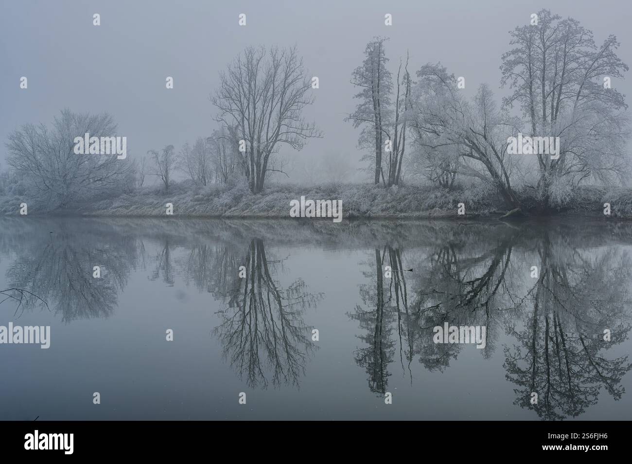 Fiume Foggy con alberi in inverno, sponde alberate si riflettono nell'acqua, Bogen, bassa Baviera Foto Stock