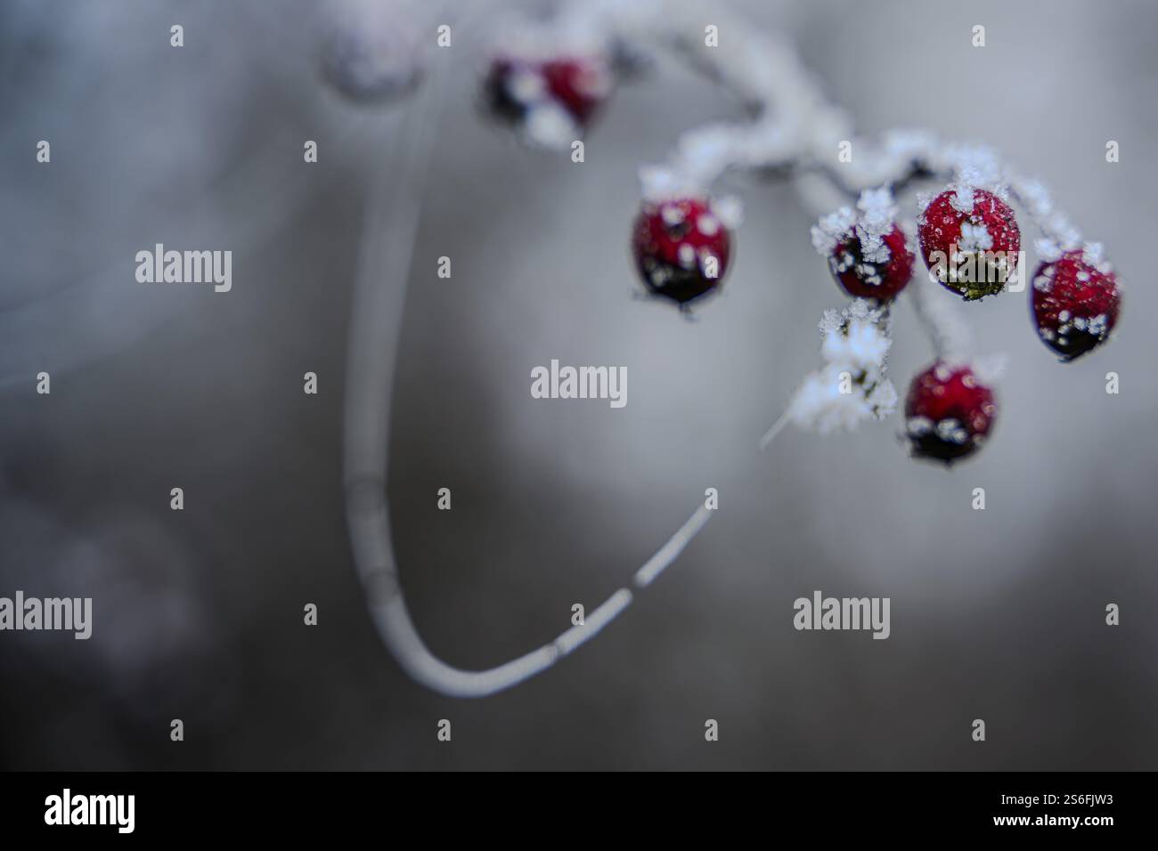 Bacche rosse ghiacciate su un ramo in inverno, Mitterteich, alto Palatinato Foto Stock