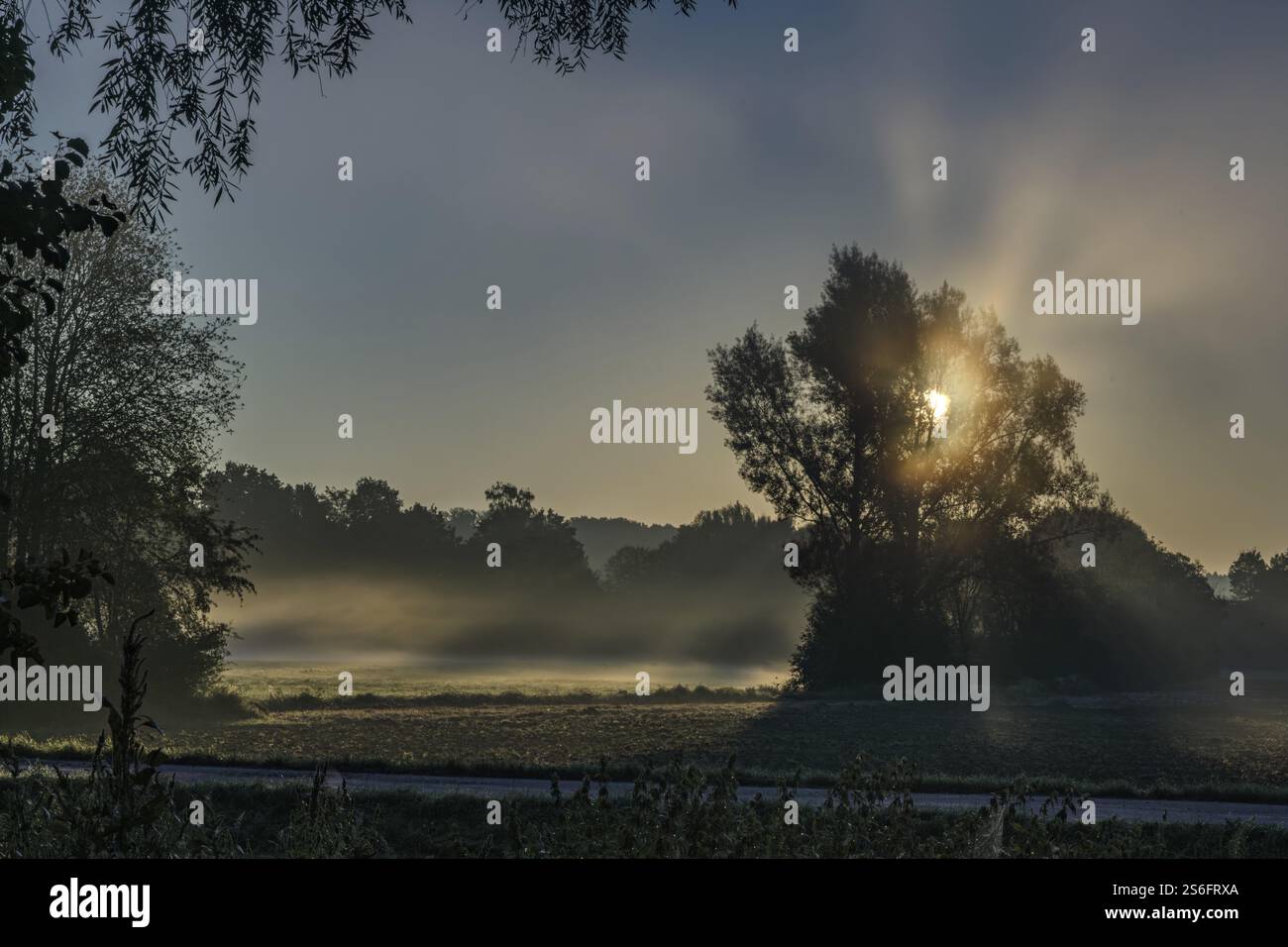 Il sole attraversa gli alberi e crea raggi di luce nella nebbia mattutina, Danubio, Bogen, bassa Baviera Foto Stock