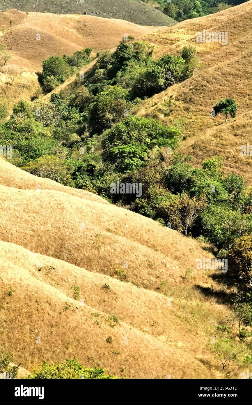 Fitta vegetazione in una stretta valle, nel mezzo di praterie asciutte su un paesaggio collinare durante la stagione secca sulla collina Wairinding nell'isola di Sumba, Indonesia. Foto Stock