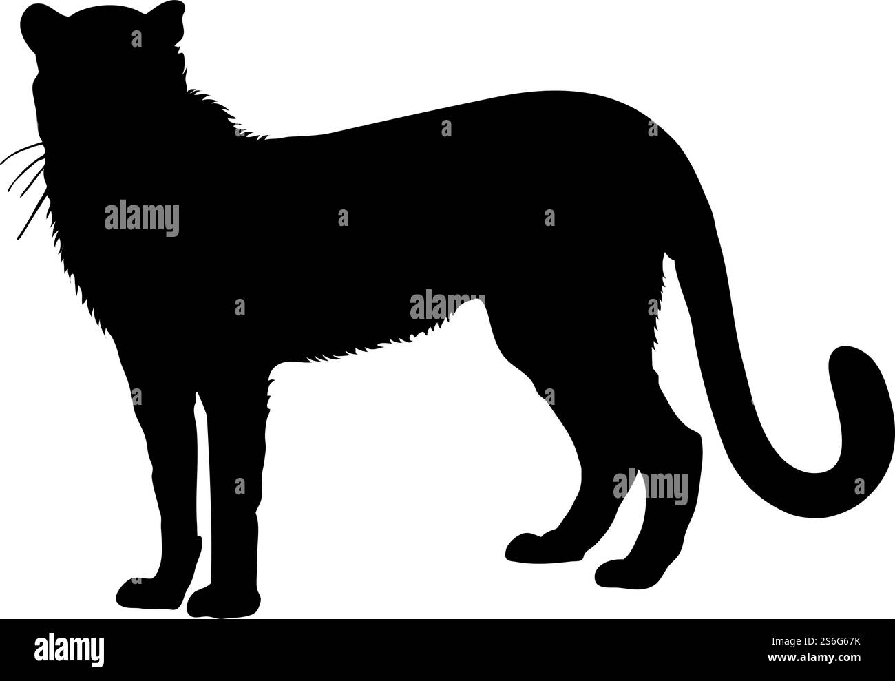 Sagoma di ghepardo. Tubazioni lisce e pulite. Silhouette Cheetah ricca di dettagli. Illustrazione vettoriale. set di silhouette per lupi e martens Illustrazione Vettoriale