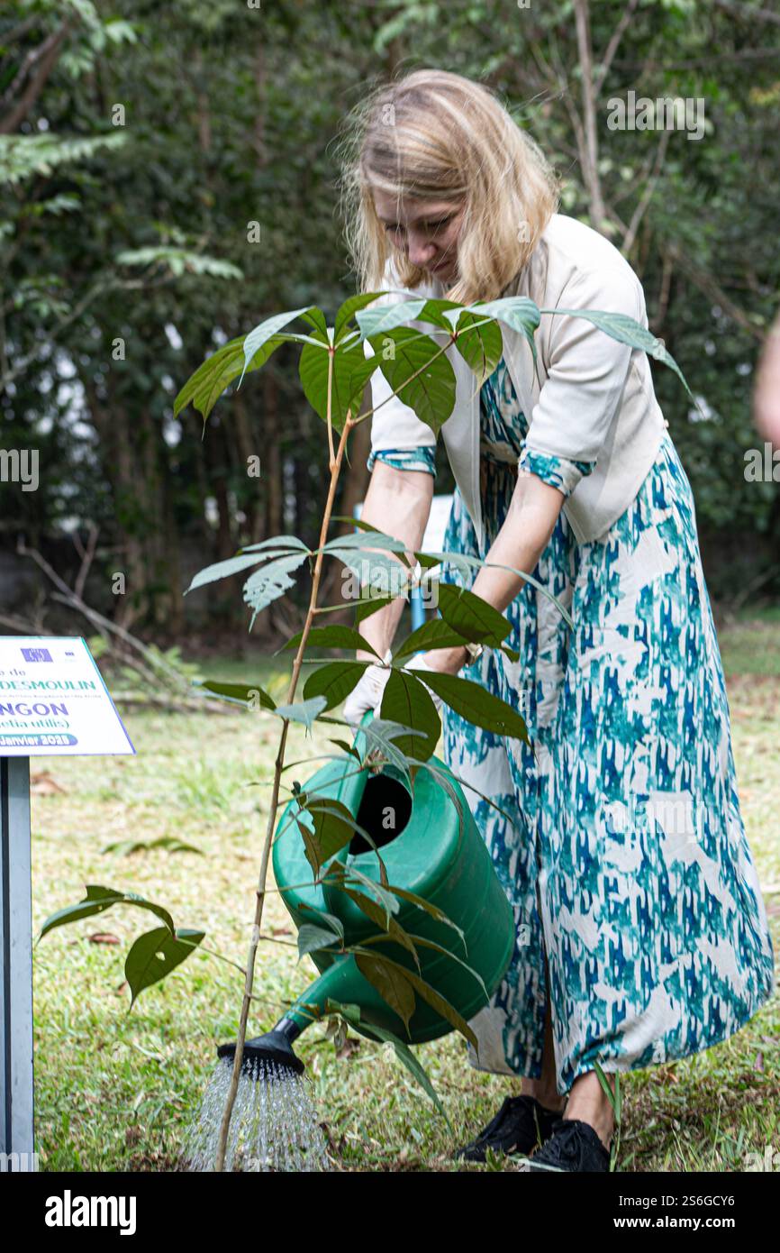 L'Unione europea ha accettato di finanziare gli sforzi della Costa d'Avorio per ripristinare le sue foreste, gravemente danneggiate dall'allevamento del cacao. Foto Stock