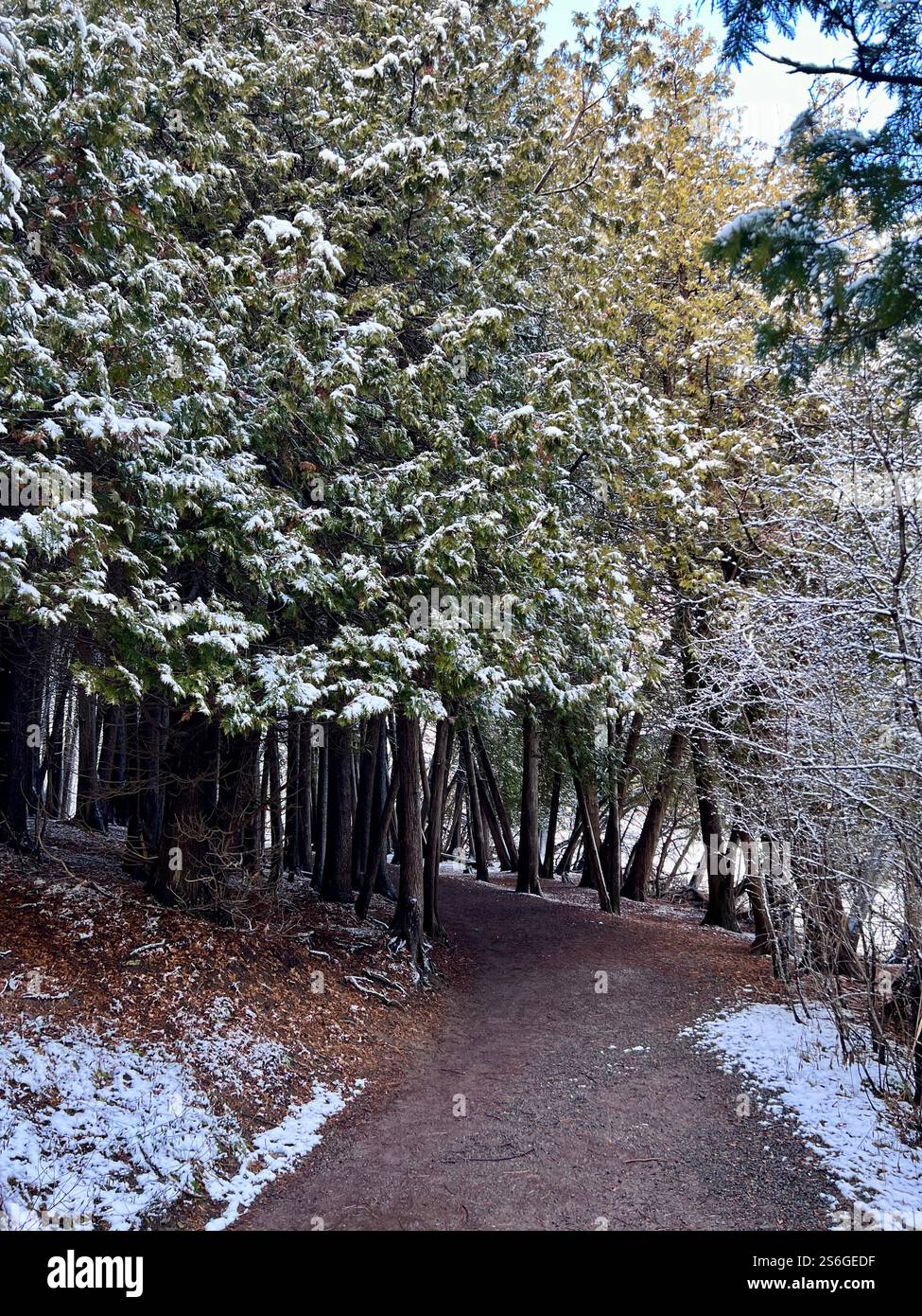 Sentiero forestale con terreno innevato e pini innevati, non ammessi durante il giorno. Foto Stock