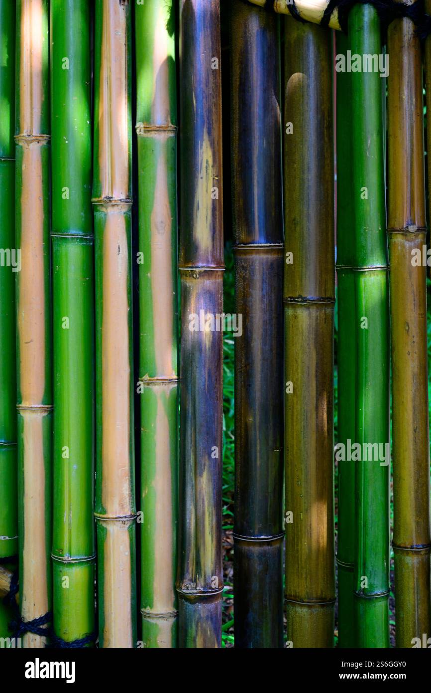 Decorazioni murali in bambù, giardino Koishikawa Korakuen, Tokyo, Giappone. Foto Stock
