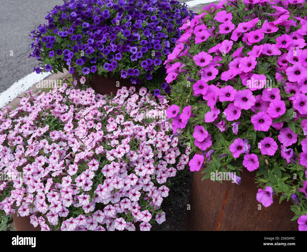 Petunias viola, rosa e bianca in pentole rustiche. Foto Stock
