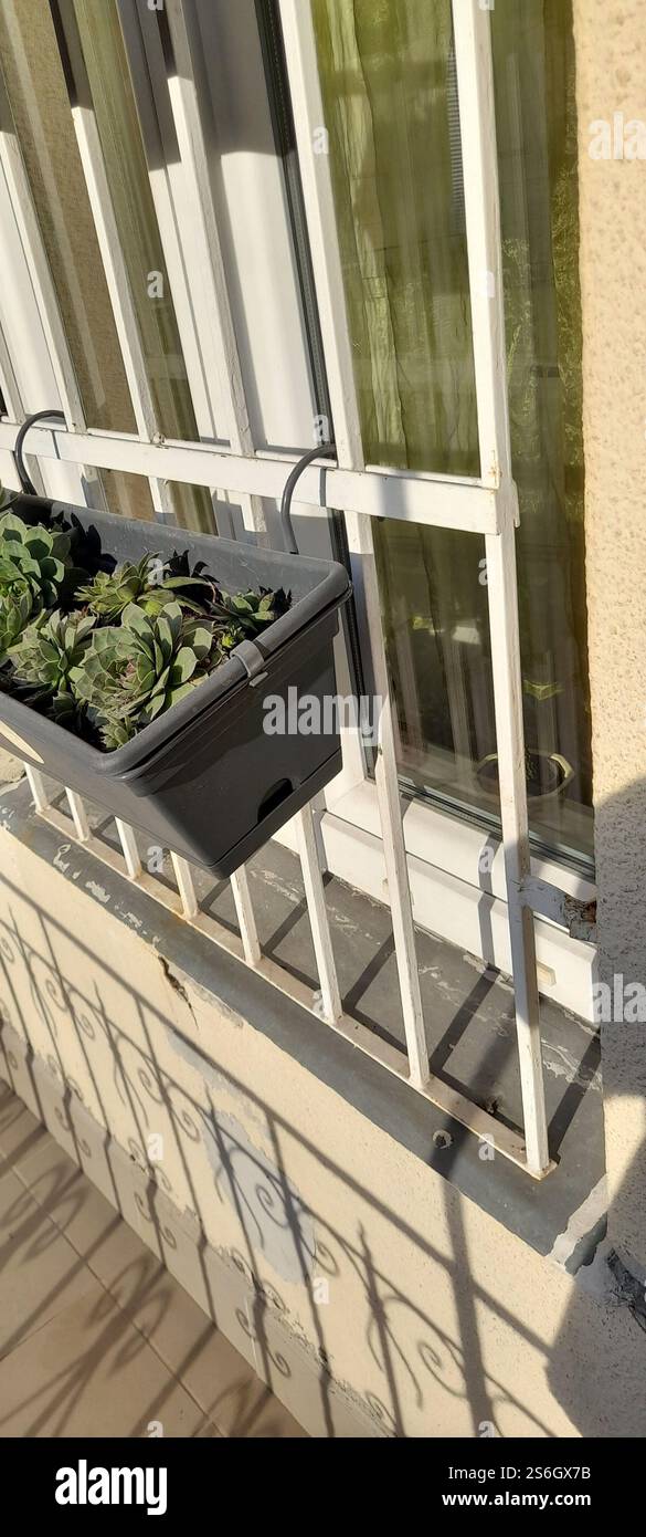 La mia bellissima collezione "Black Prince" di Echeveria. stanno crescendo e fiorendo nel mio balcone. Le Echeverias formano splendide rosette in un'ampia varietà di forme e colori. Sempervivum tectorum . succulente. Clade: Tracheophytes , Angiosperms , Eudicots / ordine : Saxifragales / famiglia: Crassulaceae / sottofamiglia: Sempervivoideae / tribù: Semperviveae / genere: Sempervivum / Magnoliophyta / Core eudicots / Fali kövirózsa / Sempervivum tectorum / Dach-Hauswurz / Siempreviva de los tejados / siempreviva común / Joubarbe des toits / Barbe de Jupurz / Hauswurz / Gewöhnliche Donurz / Hauswurz / Hauswurz Foto Stock