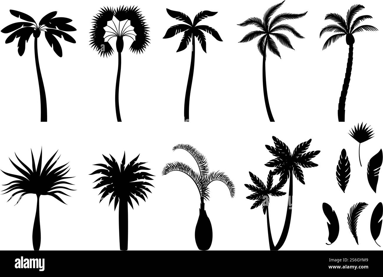 Sagome di palme. Esotico brasile alberi tropicali rami con foglie e noci di cocco illustrazioni vettoriali. Ramo esotico di palme, silhouette a foglia tropicale. Sagome di palme. Esotico brasile alberi tropicali rami con foglie e noci di cocco illustrazioni vettoriali Illustrazione Vettoriale