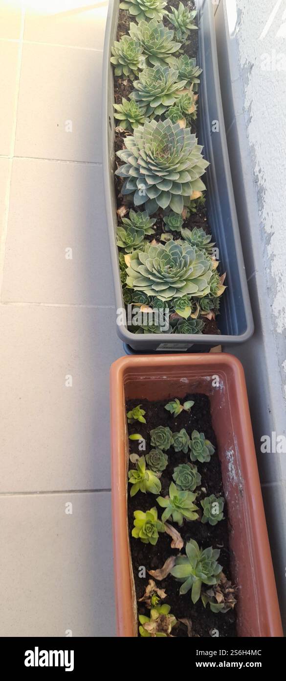La mia bellissima collezione "Black Prince" di Echeveria. stanno crescendo e fiorendo nel mio balcone. Le Echeverias formano splendide rosette in un'ampia varietà di forme e colori. Sempervivum tectorum . succulente. Clade: Tracheophytes , Angiosperms , Eudicots / ordine : Saxifragales / famiglia: Crassulaceae / sottofamiglia: Sempervivoideae / tribù: Semperviveae / genere: Sempervivum / Magnoliophyta / Core eudicots / Fali kövirózsa / Sempervivum tectorum / Dach-Hauswurz / Siempreviva de los tejados / siempreviva común / Joubarbe des toits / Barbe de Jupurz / Hauswurz / Gewöhnliche Donurz / Hauswurz / Hauswurz Foto Stock