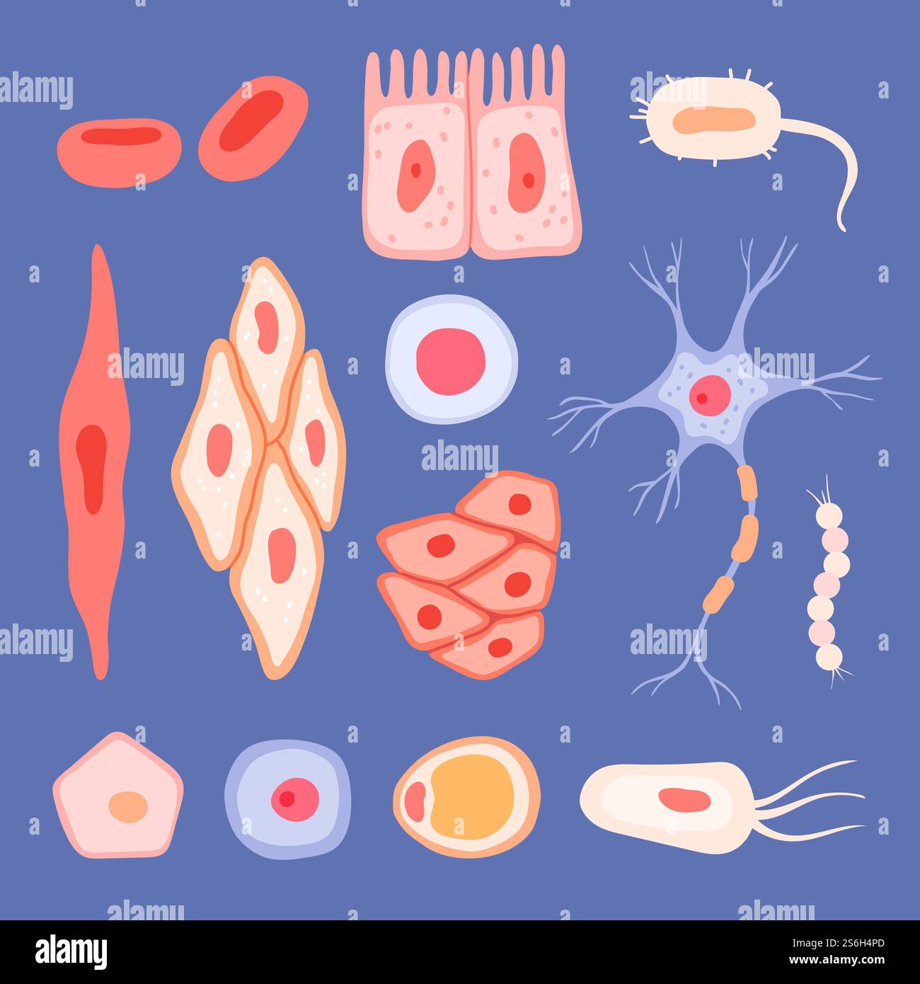 Cellule umane. Struttura biologica delle scene di sangue raccolta immagini piatte dei vettori linfociti delle cellule. Illustrazione umana della struttura ematica, microbiologia, eosinofili e linfociti. Cellule umane. Struttura biologica delle scene di sangue raccolta immagini piatte dei vettori linfociti delle cellule Illustrazione Vettoriale