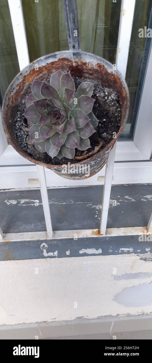 La mia bellissima collezione "Black Prince" di Echeveria. stanno crescendo e fiorendo nel mio balcone. Le Echeverias formano splendide rosette in un'ampia varietà di forme e colori. Sempervivum tectorum . succulente. Clade: Tracheophytes , Angiosperms , Eudicots / ordine : Saxifragales / famiglia: Crassulaceae / sottofamiglia: Sempervivoideae / tribù: Semperviveae / genere: Sempervivum / Magnoliophyta / Core eudicots / Fali kövirózsa / Sempervivum tectorum / Dach-Hauswurz / Siempreviva de los tejados / siempreviva común / Joubarbe des toits / Barbe de Jupurz / Hauswurz / Gewöhnliche Donurz / Hauswurz / Hauswurz Foto Stock