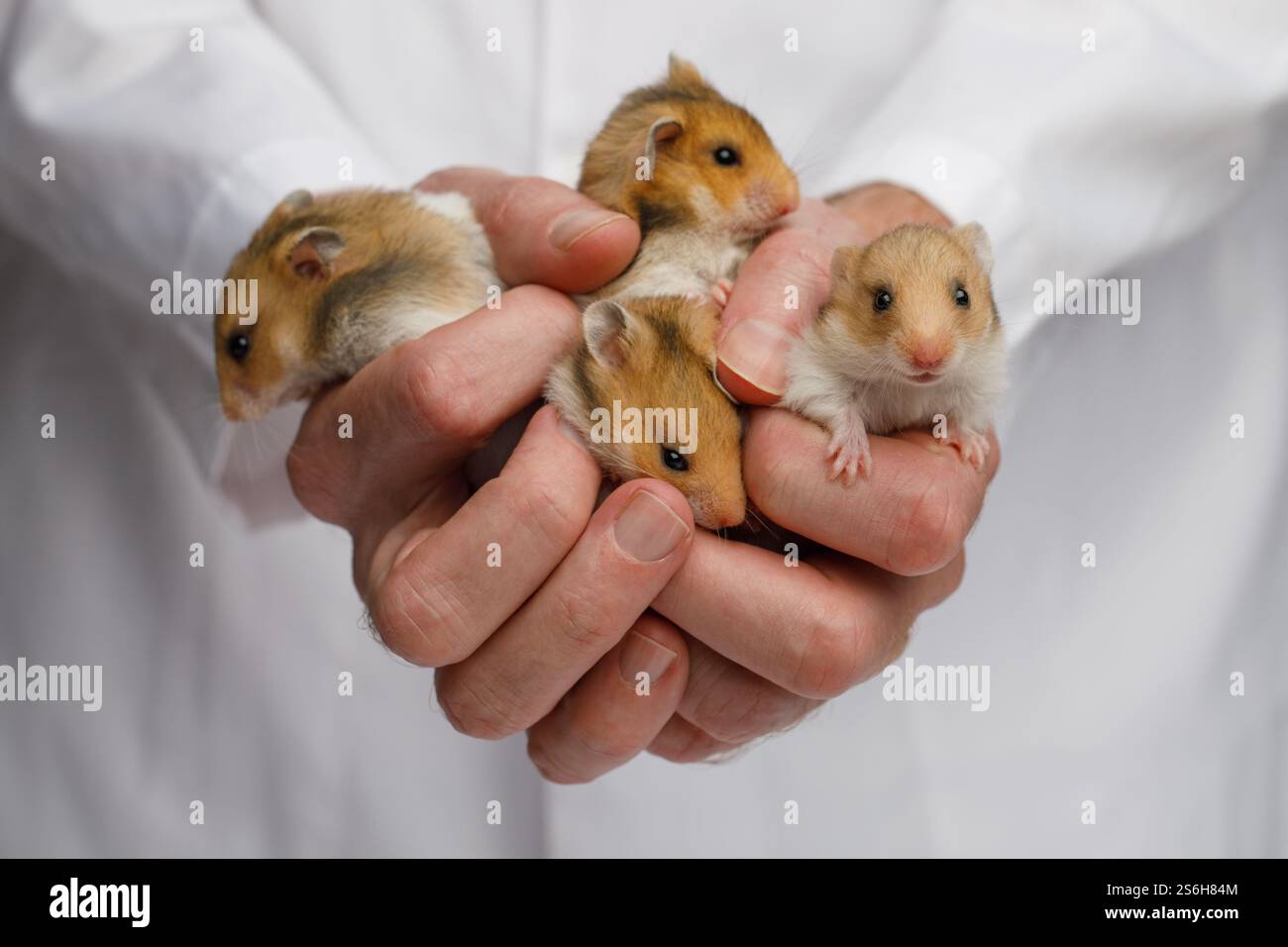 Criceto domestico in mani di veterinario, ritratto di primo piano Foto Stock