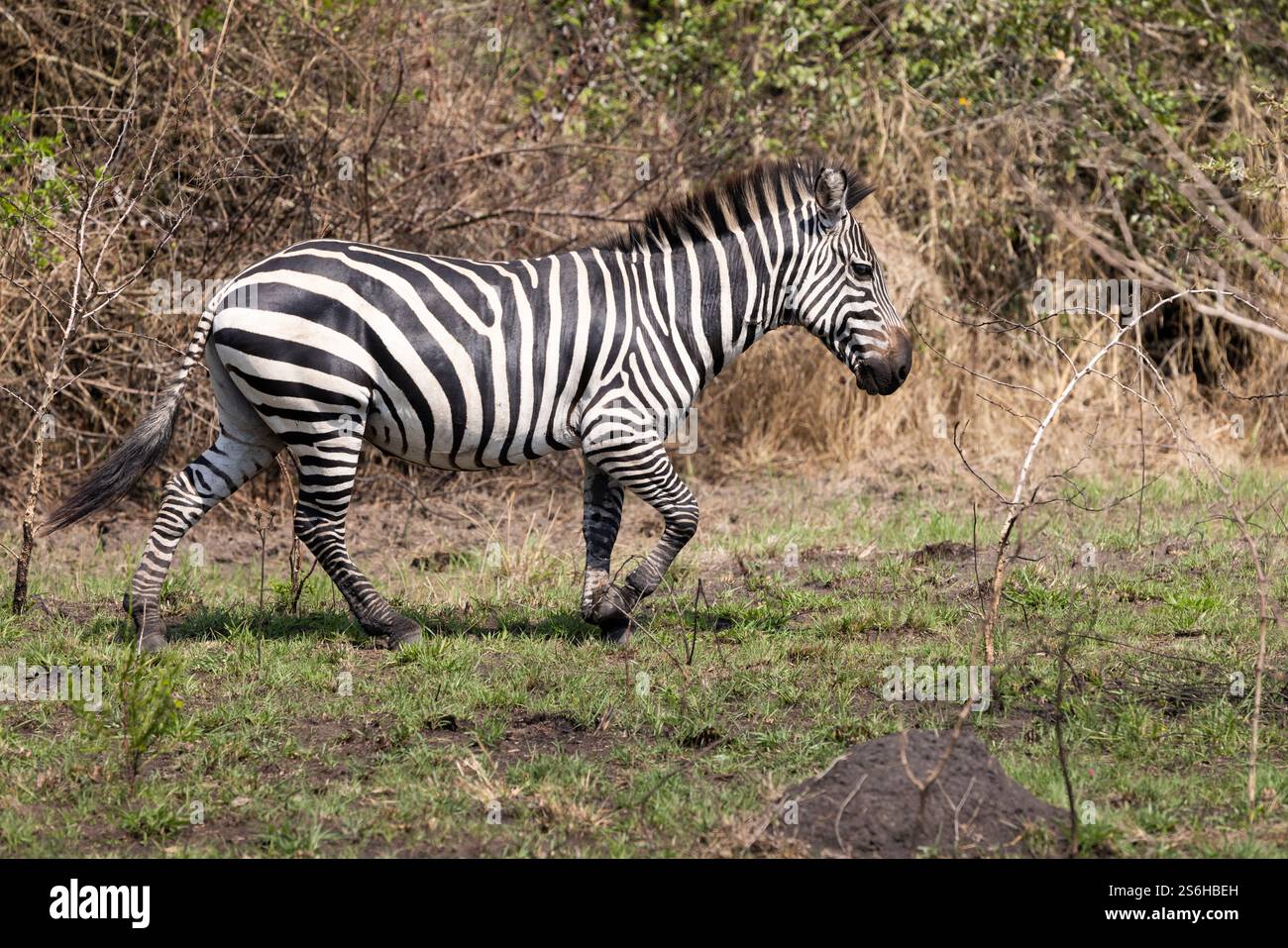 Burchell's zebra Equus quagga burchellii, adulto nelle praterie, Parco Nazionale del Lago Mburo, Uganda, settembre Foto Stock