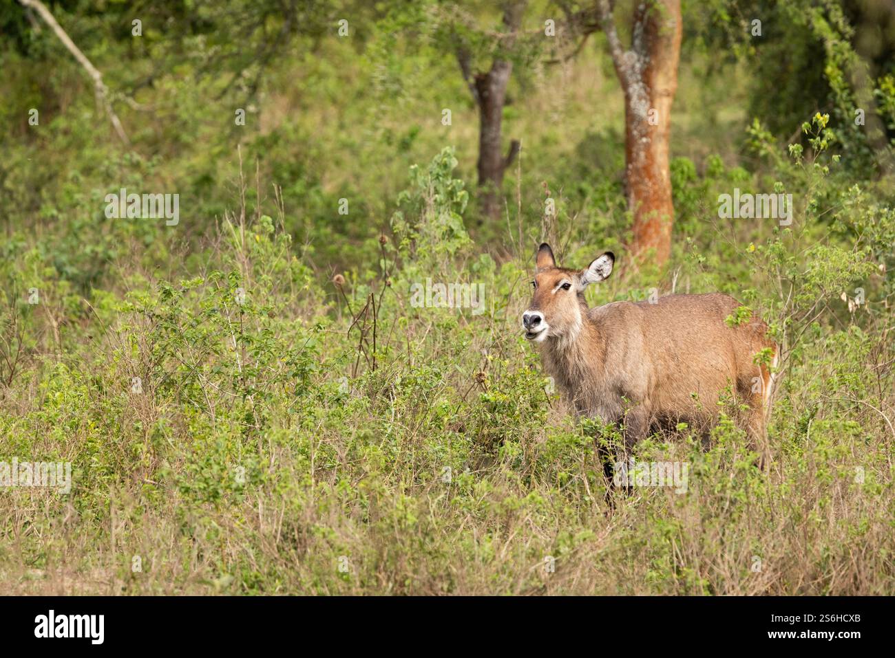 Defassa Waterbuck Kobus ellipsiprymnus defassa, femmina adulta in prateria, Parco Nazionale del Lago Mburo, Uganda, settembre Foto Stock