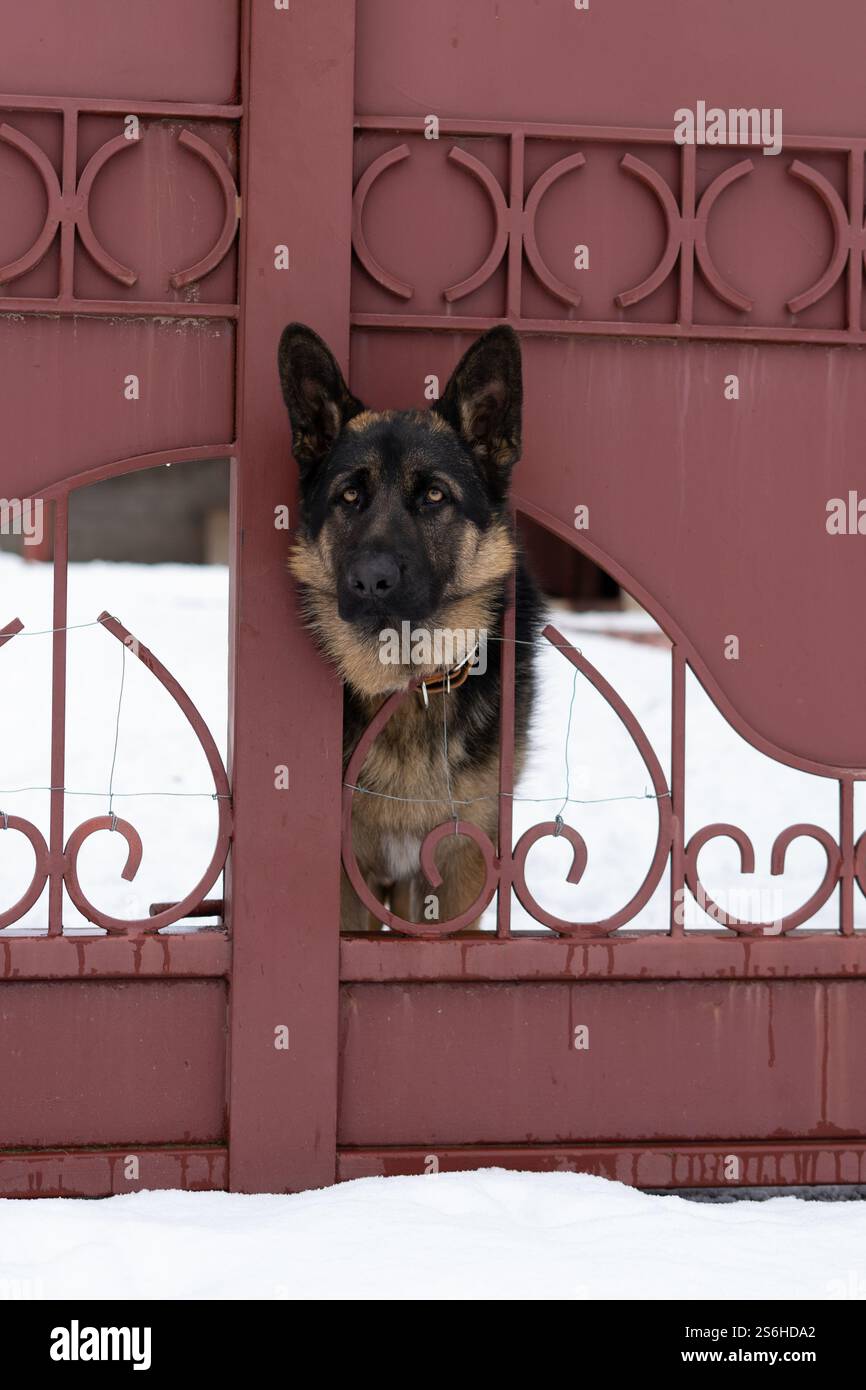 Cane dietro una recinzione Foto Stock