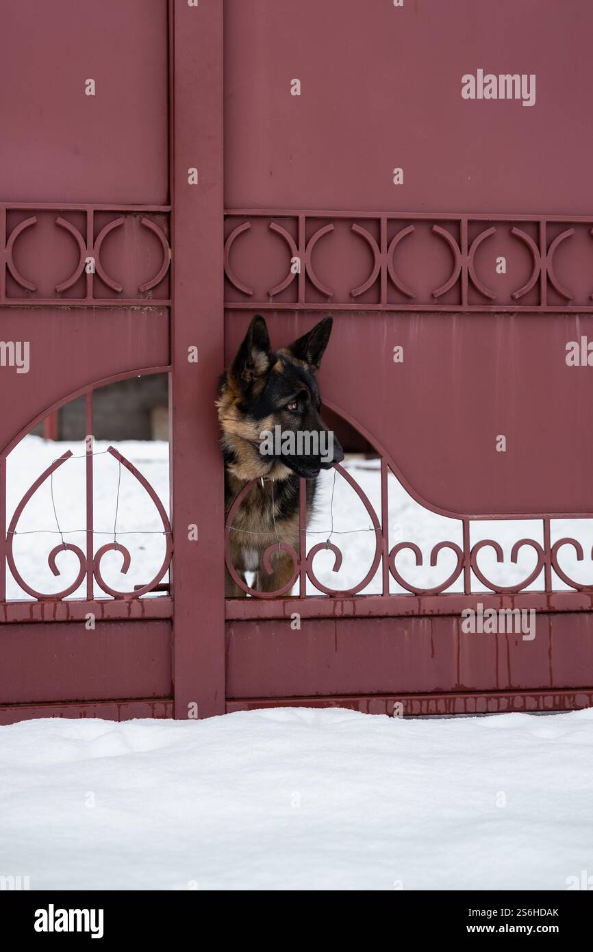 Cane dietro una recinzione Foto Stock