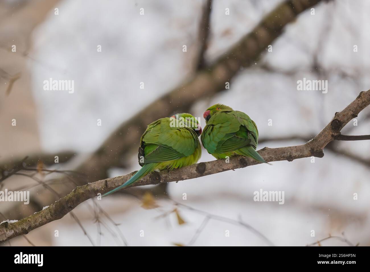 Due Parakeet con anelli di rose che si uniscono su una diramazione di neve Foto Stock