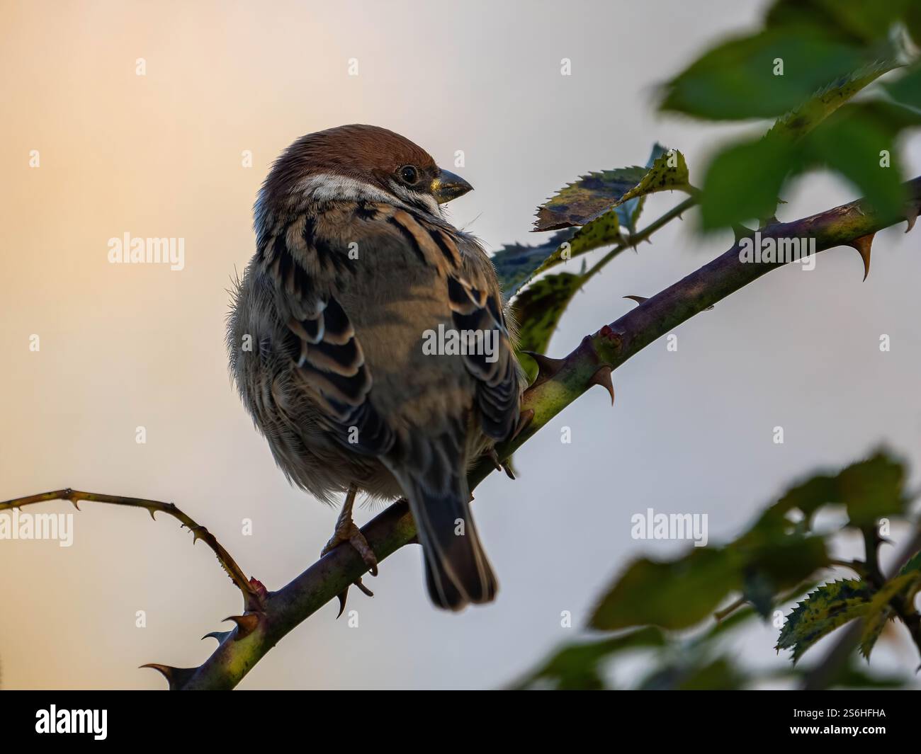 Tree Sparrow arroccato su un ramo spinoso Foto Stock