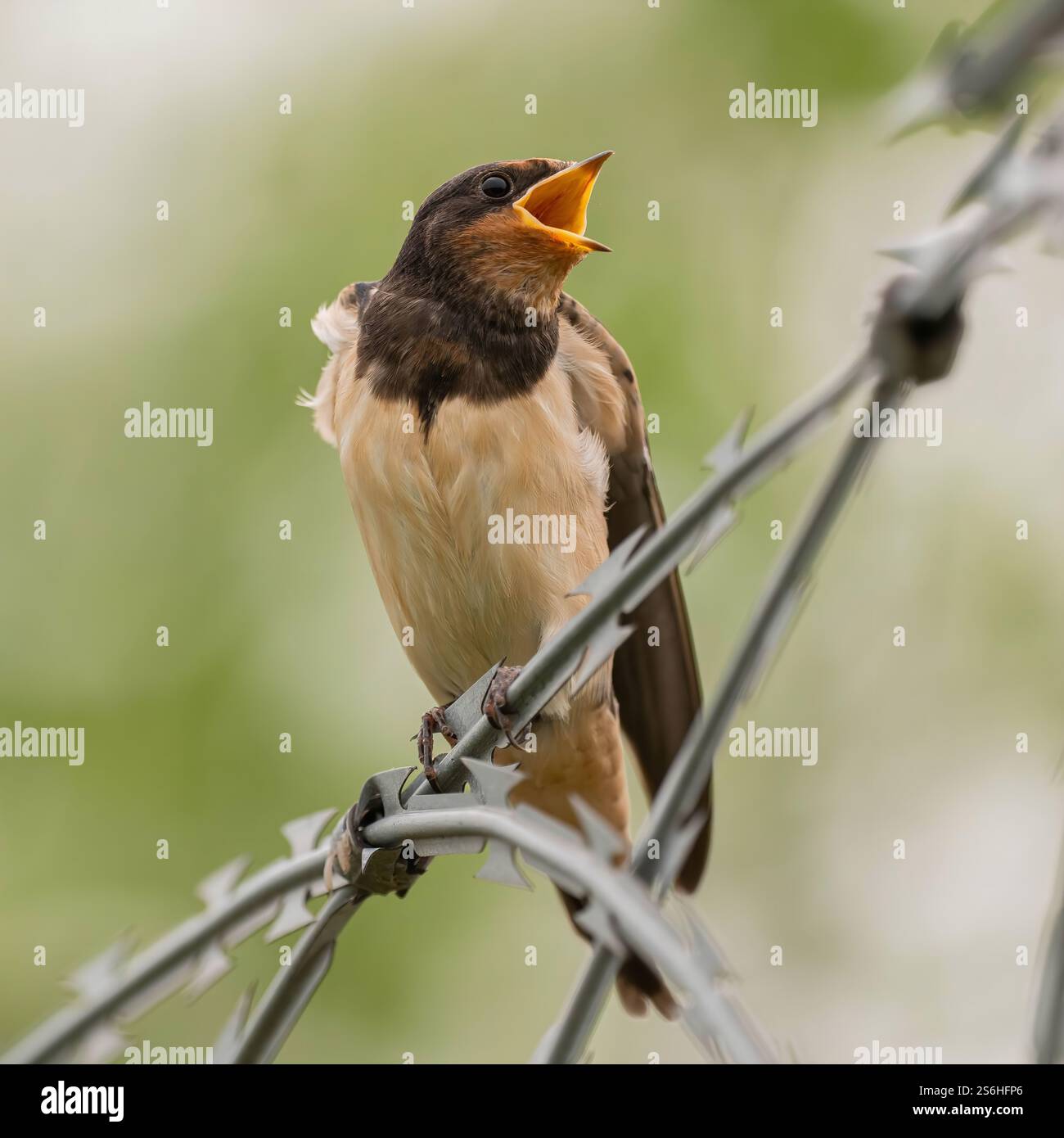 Barn Swallow su Barbed Wire: La resilienza di un piccolo cantante Foto Stock