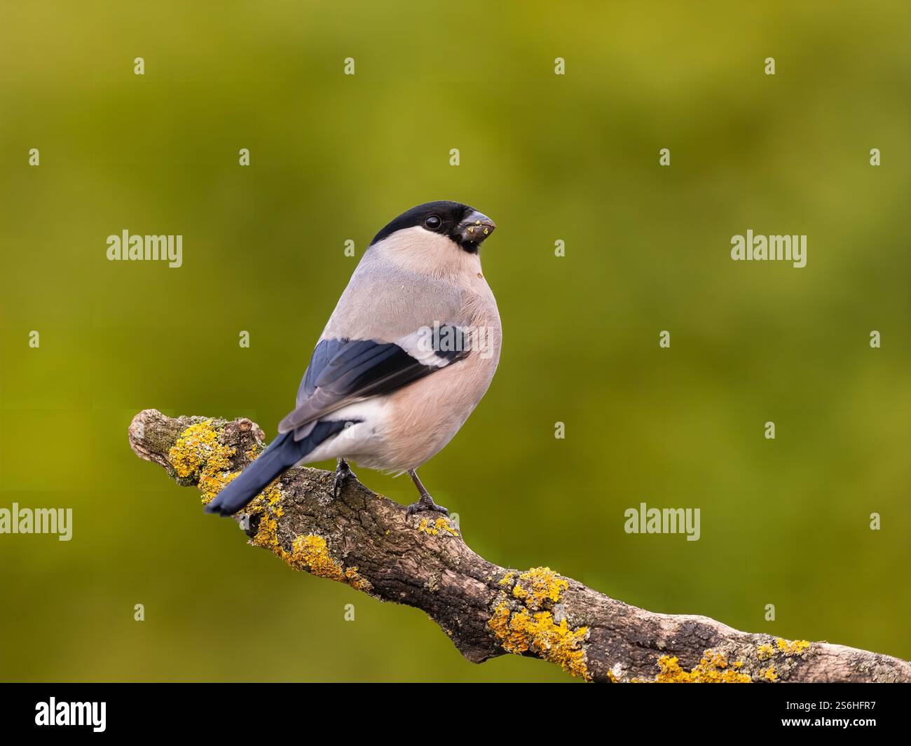 Bullfinch eurasiatico arroccato su un ramo coperto da Lichen Foto Stock