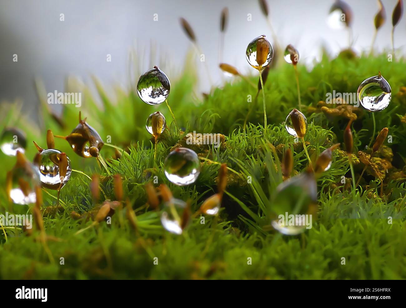 Fotografia macro: Gocce di rugiada sul muschio Foto Stock