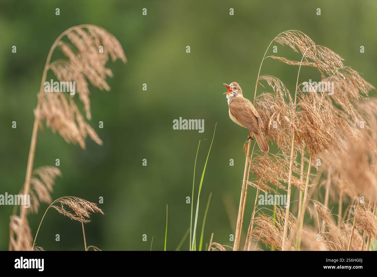 Un melodioso Songbird in a Reedy Haven Foto Stock