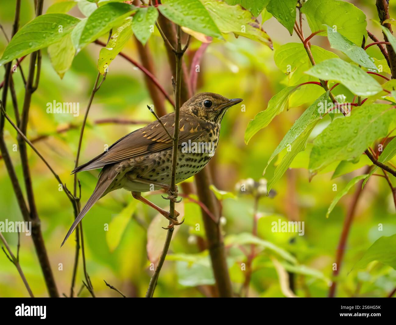 Songbird Among Green Leaves: Un primo piano di un torrente Foto Stock Songbird Among Green Leaves: Un primo piano di un torrente Foto Stock