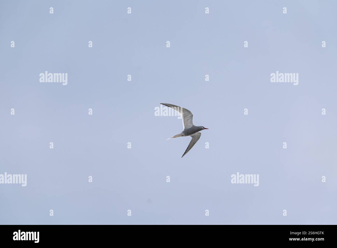Terna antartica (Sterna vittata) che vola sopra il cielo. Foto Stock