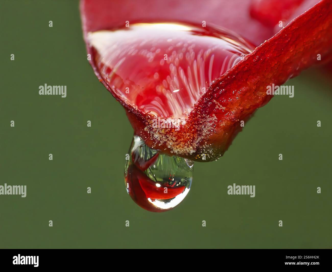 Una singola goccia d'acqua aggrappata a un vibrante petalo rosso Foto Stock