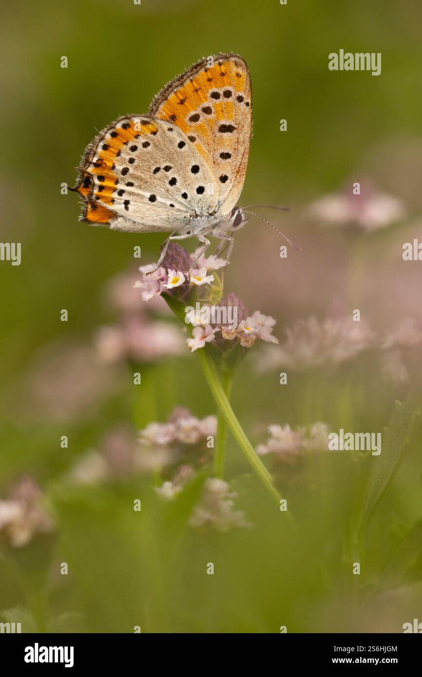 Lycaena tersamon, il rame meno ardente, è una farfalla della famiglia Lycaenidae. Si trova dall'Europa dell'Est, dall'Italia e dall'Europa del Sud-Est a M Foto Stock