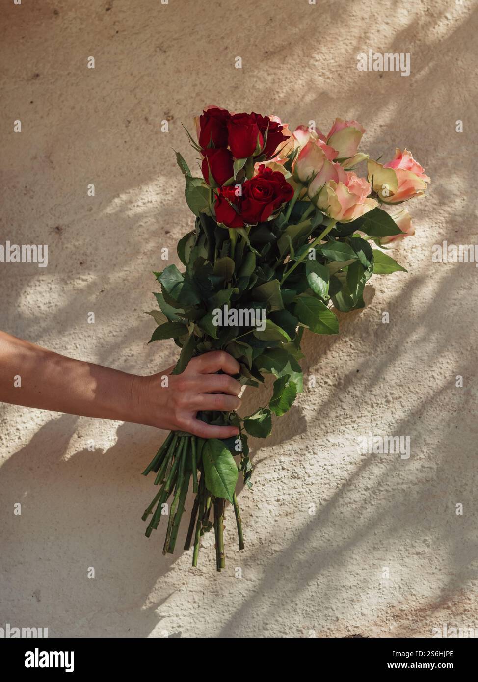 Mano che regge un bouquet Roses contro un muro illuminato dal sole Foto Stock