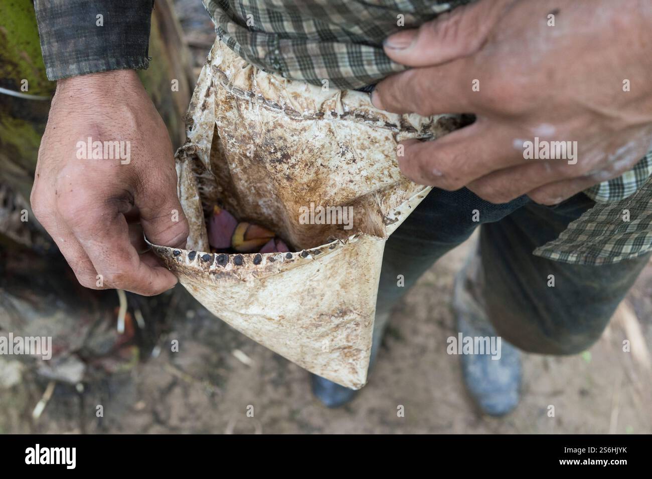 Agricoltori di banane che raccolgono gambi in Guatemala Foto Stock