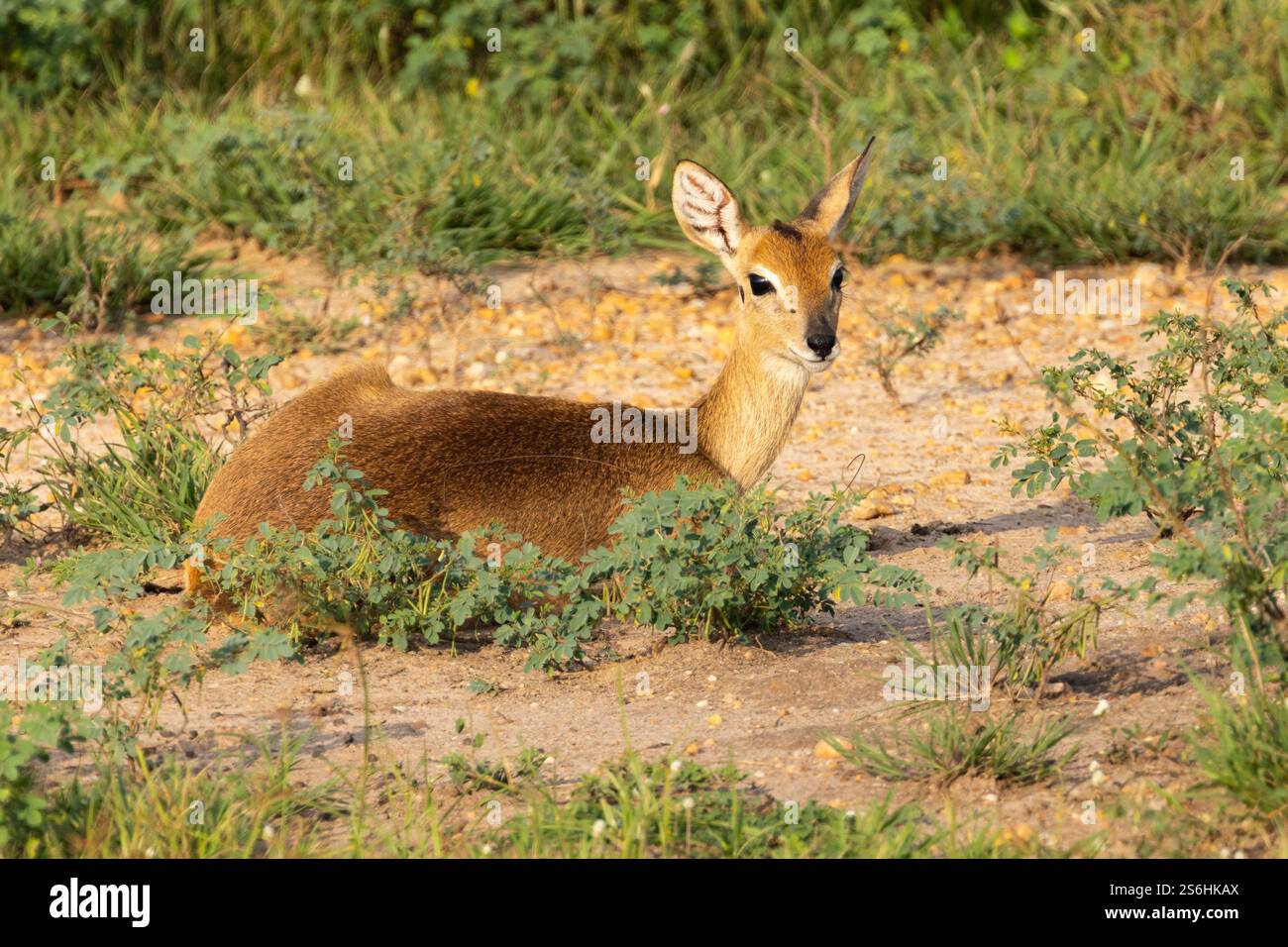 Oribi Ourebia ourebi, donna adulta a riposo, Murchison Falls, Uganda, settembre Foto Stock