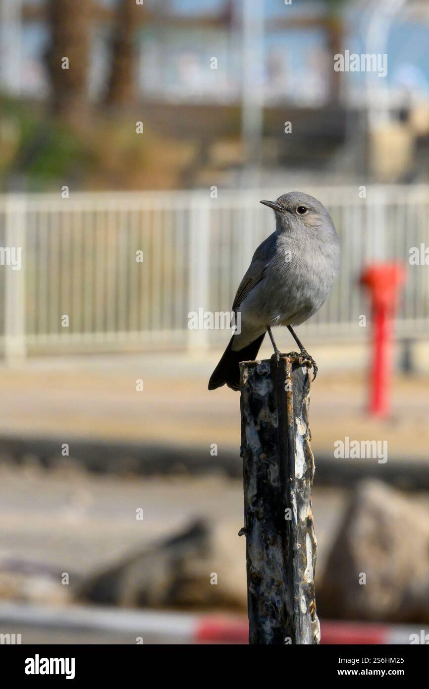 Il blackstart (Oenanthe melanura قليعي أسود الذيل ) è una chiacchierata che si trova nelle regioni desertiche del Nord Africa, del Medio Oriente e della Penisola Araba. Pho Foto Stock